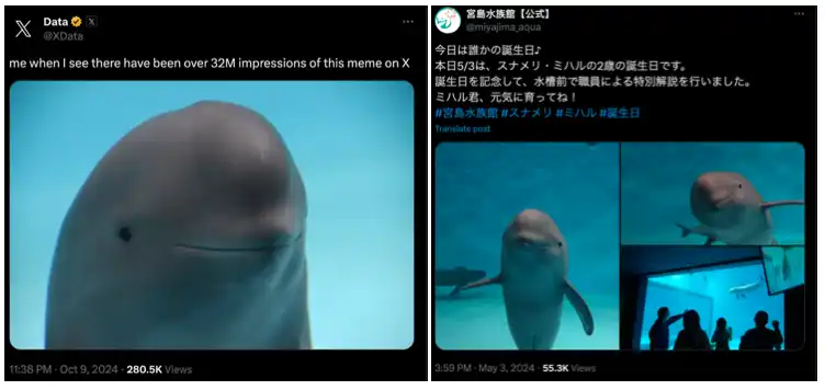 日本海豚、韩国玩偶，「亚洲元素」渗透 Meme 市场